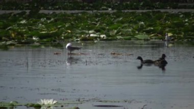 Bir ördek kara boyunlu batağan (Podiceps nigricollis) ördek yavrusu ile gölde yüzen, bir erkek dalış ve balık ve beslemeleri ördek yavrusu, Lake Kugurluy, Ukrayna yakalar