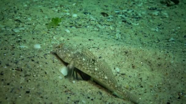 Fish Black Sea Lenguado Europeo Platichthys Flesus — Vídeo de stock