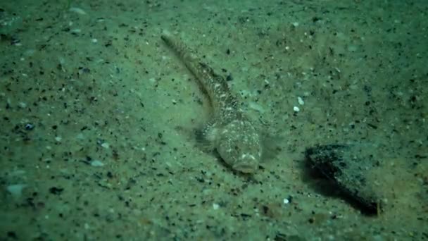 Peixe Mar Negro Solha Europeia Platichthys Flesus — Vídeo de Stock