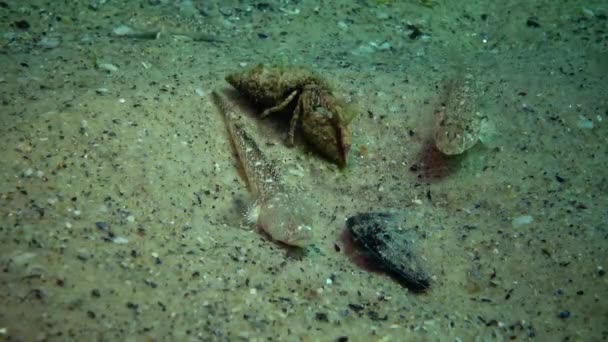 黒海の魚 欧州ヒラメ カレイ Flesus — ストック動画