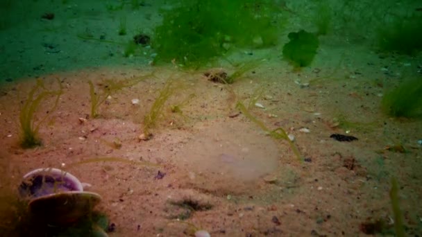 Peixe Mar Negro Solha Europeia Platichthys Flesus — Vídeo de Stock