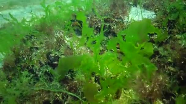 Poissons Mer Noire Plie Rouge Platichthys Flesus — Video