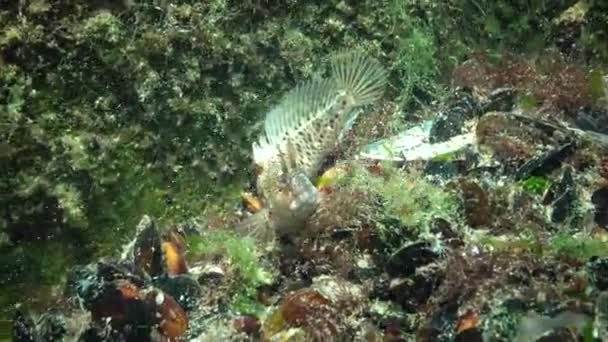 Poissons Mer Noire Plie Rouge Platichthys Flesus — Video