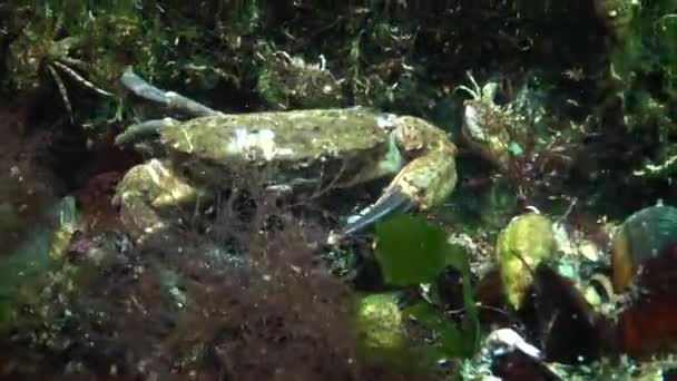 Peixe Mar Negro Solha Europeia Platichthys Flesus — Vídeo de Stock