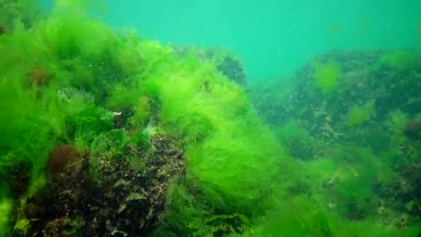 Peixe Mar Negro Solha Europeia Platichthys Flesus — Vídeo de Stock