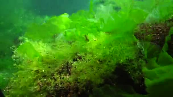 Peixe Mar Negro Solha Europeia Platichthys Flesus — Vídeo de Stock