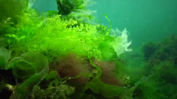 Fish Black Sea Lenguado Europeo Platichthys Flesus — Vídeos de Stock