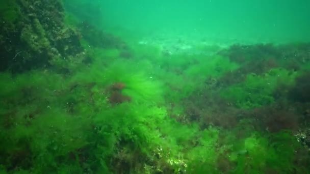 Peixe Mar Negro Solha Europeia Platichthys Flesus — Vídeo de Stock