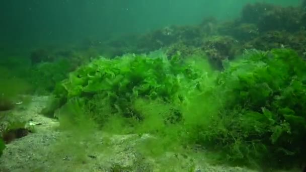 Peixe Mar Negro Solha Europeia Platichthys Flesus — Vídeo de Stock