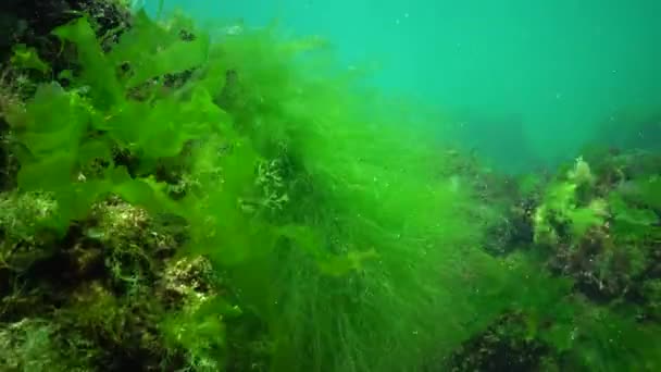 Poissons Mer Noire Plie Rouge Platichthys Flesus — Video