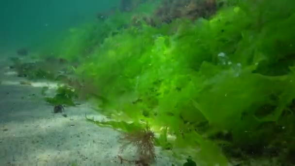 Sortehavets Fisk Europæisk Skrubbe Platichthys Flesus – Stock-video