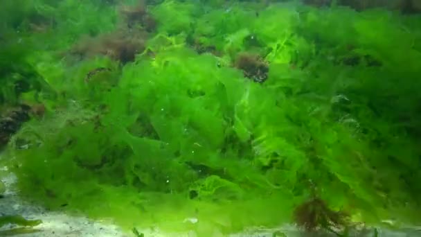 Peixe Mar Negro Solha Europeia Platichthys Flesus — Vídeo de Stock