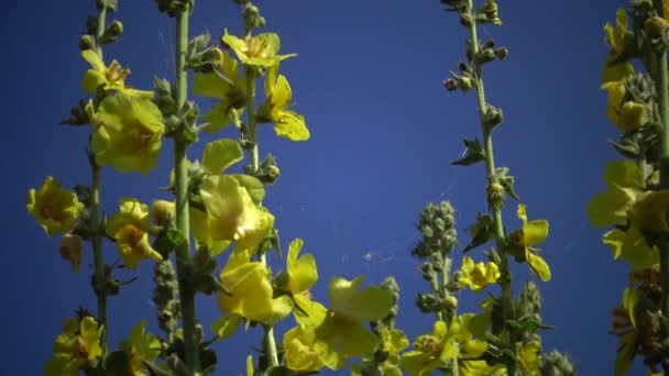 Flores Amarillas Contra Cielo Azul — Vídeo de stock