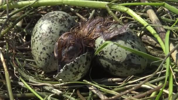 Bird Nest Rybitwa Białowąsa Chlidonias Piaskowy Wśród Liście Lilii Wodnych — Wideo stockowe