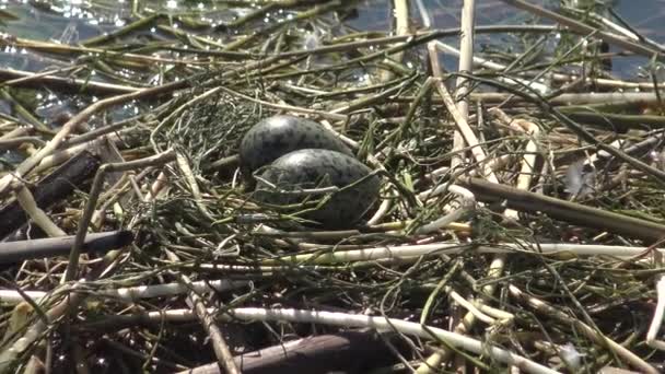 Ninho Pássaros Whiskered Tern Chlidonias Hybrida Entre Folhas Lírio Água — Vídeo de Stock