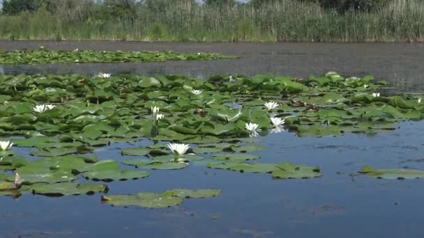 Beautiful White Water Lily Nymphaea Alba Flowers Water Surface Lake — Stock Video