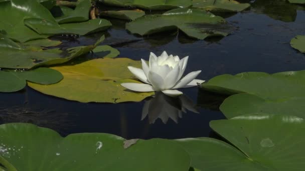 Beautiful White Water Lily Nymphaea Alba Flowers Water Surface Lake — Stock Video