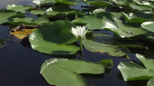 美丽的白水百合 Nymphaea Alba 花在水面上的湖面上 库古卢伊 乌克兰 乌克兰红皮书中列出的一种植物 — 图库视频影像