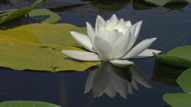 Bella Giglio Acqua Bianca Nymphaea Alba Fiori Sulla Superficie Dell — Video Stock