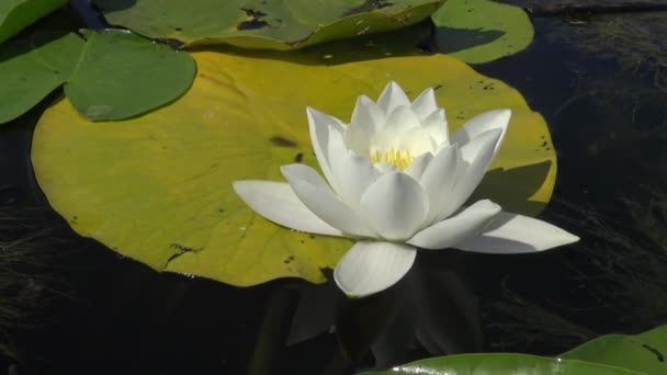 Piękne Białe Wody Kwiaty Lilia Nymphaea Alba Powierzchni Wody Jeziorze — Wideo stockowe