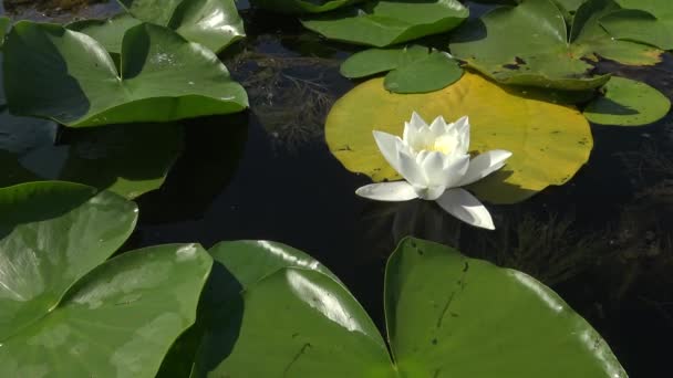 美丽的白水百合 Nymphaea Alba 花在水面上的湖面上 库古卢伊 乌克兰 乌克兰红皮书中列出的一种植物 — 图库视频影像