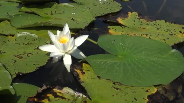 Piękne Białe Wody Kwiaty Lilia Nymphaea Alba Powierzchni Wody Jeziorze — Wideo stockowe