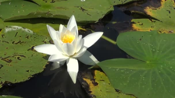 Hermosa Lirio Agua Blanca Nymphaea Alba Flores Superficie Del Agua — Vídeos de Stock