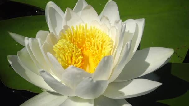 Beautiful White Water Lily Nymphaea Alba Flowers Water Surface Lake — Stock Video