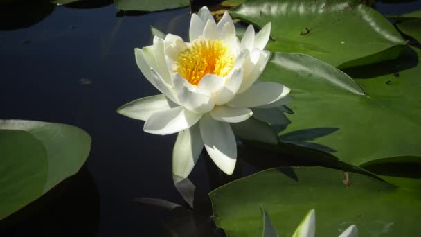 Schöne Weiße Seerose Nymphaea Alba Blüht Auf Der Wasseroberfläche See — Stockvideo