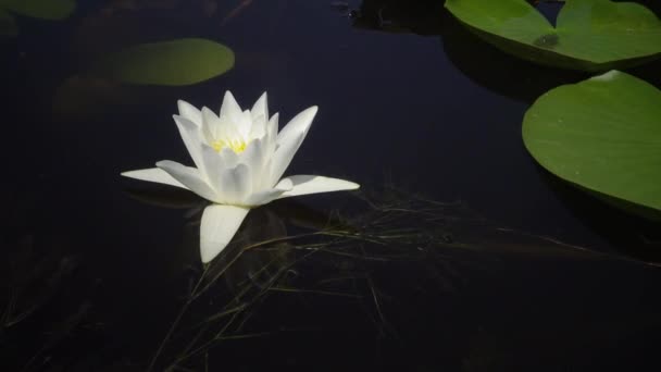 Beautiful White Water Lily Nymphaea Alba Flowers Water Surface Lake — Stock Video