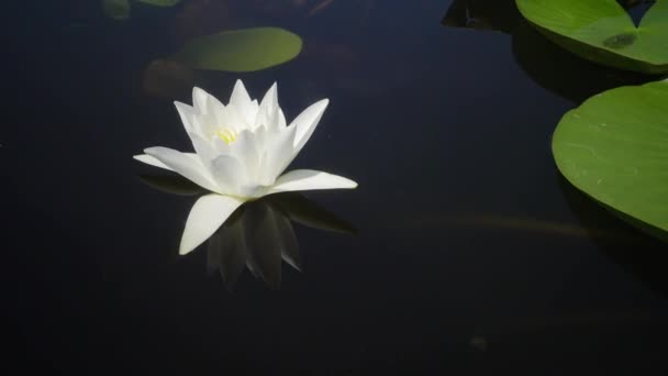 Krásné Bílé Vody Květiny Lilie Nymphaea Alba Povrchu Vody Jezeře — Stock video
