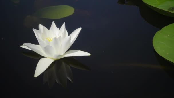 Güzel Beyaz Lily Nymphaea Alba Çiçekler Göl Kugurluy Ukrayna Yüzeyinde — Stok video