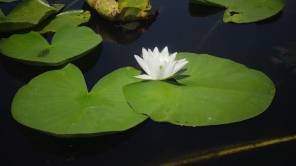 美丽的白水百合 Nymphaea Alba 花在水面上的湖面上 库古卢伊 乌克兰 乌克兰红皮书中列出的一种植物 — 图库视频影像