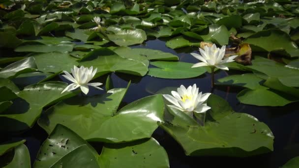 美丽的白水百合 Nymphaea Alba 花在水面上的湖面上 库古卢伊 乌克兰 乌克兰红皮书中列出的一种植物 — 图库视频影像