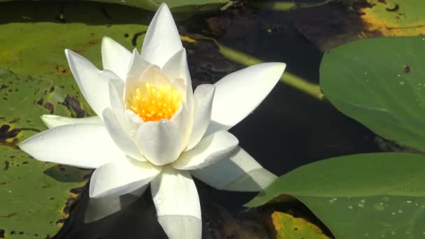 Vackra Vita Vatten Lily Nymphaea Alba Blommor Vattenytan Sjön Kugurluy — Stockvideo