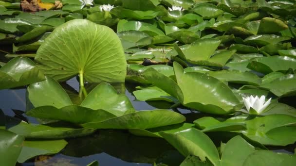 美丽的白水百合 Nymphaea Alba 花在水面上的湖面上 库古卢伊 乌克兰 乌克兰红皮书中列出的一种植物 — 图库视频影像