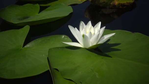 Hermosa Lirio Agua Blanca Nymphaea Alba Flores Superficie Del Agua — Vídeos de Stock