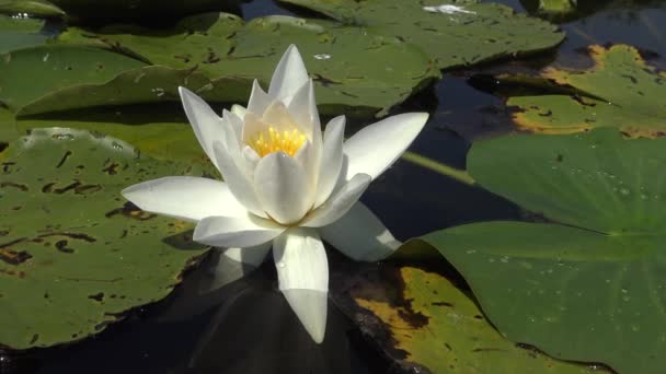 美丽的白水百合 Nymphaea Alba 花在水面上的湖面上 库古卢伊 乌克兰 乌克兰红皮书中列出的一种植物 — 图库视频影像