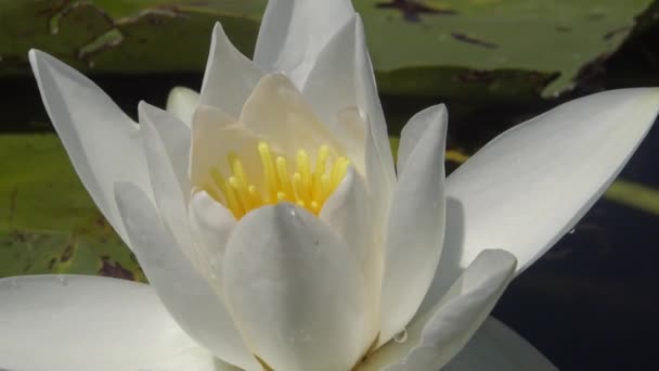 美丽的白水百合 Nymphaea Alba 花在水面上的湖面上 库古卢伊 乌克兰 乌克兰红皮书中列出的一种植物 — 图库视频影像