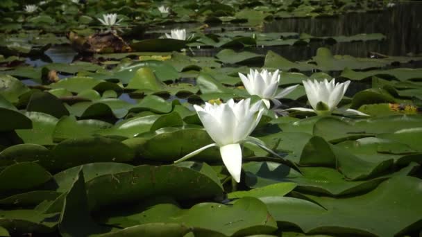 美丽的白水百合 Nymphaea Alba 花在水面上的湖面上 库古卢伊 乌克兰 乌克兰红皮书中列出的一种植物 — 图库视频影像