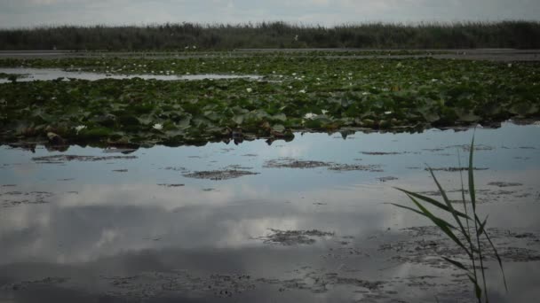 Цветет Белая Водяная Лилия Nhhaea Alba Поверхности Воды Озере Кугурлуй — стоковое видео