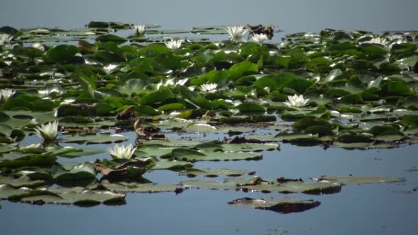 Красива Біла Вода Квіти Лілії Латаття Поверхні Води Озері Кугурлуй — стокове відео