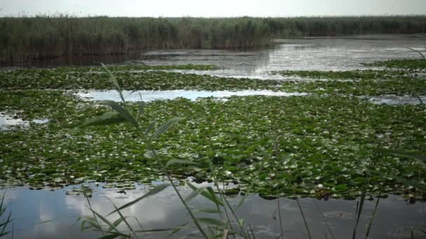 美丽的白水百合 Nymphaea Alba 花在水面上的湖面上 库古卢伊 乌克兰 乌克兰红皮书中列出的一种植物 — 图库视频影像