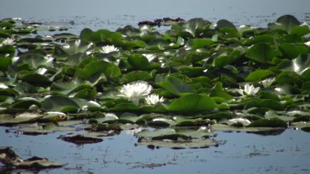 Kugurluy ウクライナの水面に美しい白い水ユリ スイレンアルバ ウクライナの赤い本に記載されている植物 — ストック動画