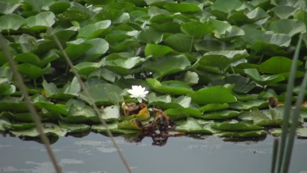 Hermosa Lirio Agua Blanca Nymphaea Alba Flores Superficie Del Agua — Vídeos de Stock