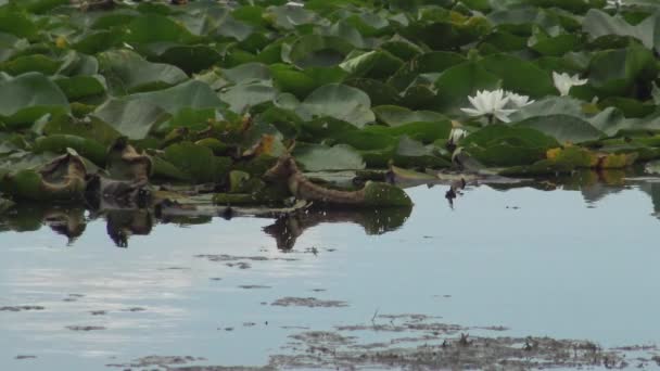 Belle Nénuphar Blanc Nymphaea Alba Fleurs Sur Surface Eau Dans — Video