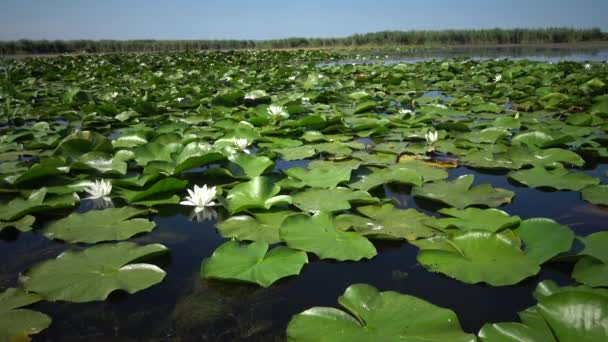 Hermosa Lirio Agua Blanca Nymphaea Alba Flores Superficie Del Agua — Vídeos de Stock