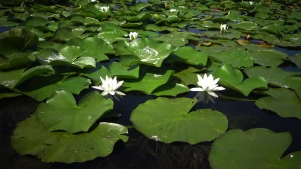 美丽的白水百合 Nymphaea Alba 花在水面上的湖面上 库古卢伊 乌克兰 乌克兰红皮书中列出的一种植物 — 图库视频影像