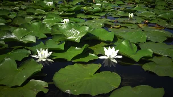 美丽的白水百合 Nymphaea Alba 花在水面上的湖面上 库古卢伊 乌克兰 乌克兰红皮书中列出的一种植物 — 图库视频影像