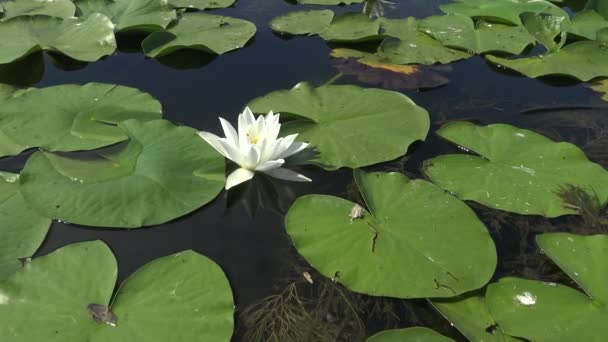 Kugurluy ウクライナの水面に美しい白い水ユリ スイレンアルバ ウクライナの赤い本に記載されている植物 — ストック動画